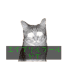 ねこさん［イベント編］（個別スタンプ：8）