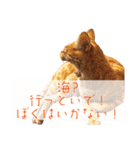 ねこさん［イベント編］（個別スタンプ：9）