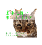 ねこさん［イベント編］（個別スタンプ：15）