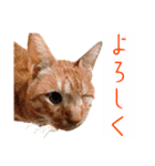 ねこさん［イベント編］（個別スタンプ：18）