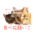 ねこさん［イベント編］（個別スタンプ：23）