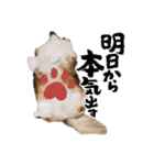 ルーク3（個別スタンプ：18）