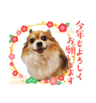 ルーク3（個別スタンプ：19）