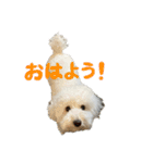 うちのワンちゃん【日常】（個別スタンプ：7）