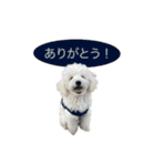 うちのワンちゃん【日常】（個別スタンプ：13）