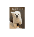 うちのワンちゃん【日常】（個別スタンプ：16）