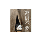 うちのワンちゃん【日常】（個別スタンプ：17）