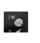 うちのワンちゃん【日常】（個別スタンプ：18）