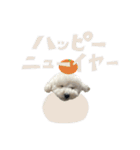 うちのワンちゃん【日常】（個別スタンプ：32）