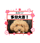 我が家のマイケル、レディ お正月ver（個別スタンプ：10）
