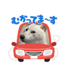 豆ちゃんタイプの白柴（個別スタンプ：1）