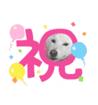 豆ちゃんタイプの白柴（個別スタンプ：2）