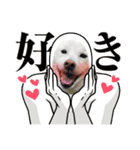 豆ちゃんタイプの白柴（個別スタンプ：3）