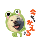 豆ちゃんタイプの白柴（個別スタンプ：7）