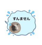 豆ちゃんタイプの白柴（個別スタンプ：13）