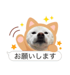 豆ちゃんタイプの白柴（個別スタンプ：14）