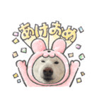 豆ちゃんタイプの白柴（個別スタンプ：15）