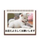 豆ちゃんタイプの白柴（個別スタンプ：16）
