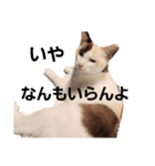 そーりとたいさ(いるいらん編)（個別スタンプ：7）