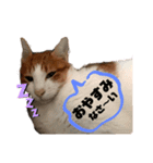 M家にゃんこ（個別スタンプ：3）