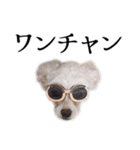 ルルさん！喋る犬がいる暮らし（個別スタンプ：1）