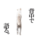 ルルさん！喋る犬がいる暮らし（個別スタンプ：3）