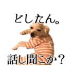 ルルさん！喋る犬がいる暮らし（個別スタンプ：4）