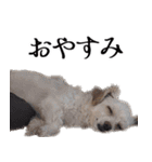 ルルさん！喋る犬がいる暮らし（個別スタンプ：6）