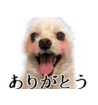 ルルさん！喋る犬がいる暮らし（個別スタンプ：7）