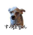 ルルさん！喋る犬がいる暮らし（個別スタンプ：8）