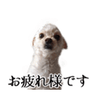 ルルさん！喋る犬がいる暮らし（個別スタンプ：9）