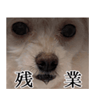 ルルさん！喋る犬がいる暮らし（個別スタンプ：10）