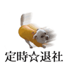 ルルさん！喋る犬がいる暮らし（個別スタンプ：11）
