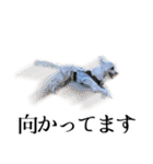 ルルさん！喋る犬がいる暮らし（個別スタンプ：12）