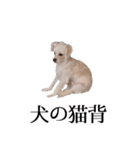 ルルさん！喋る犬がいる暮らし（個別スタンプ：13）