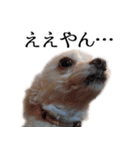 ルルさん！喋る犬がいる暮らし（個別スタンプ：14）