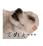 ルルさん！喋る犬がいる暮らし（個別スタンプ：15）