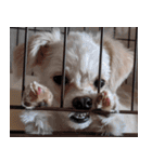 ルルさん！喋る犬がいる暮らし（個別スタンプ：16）