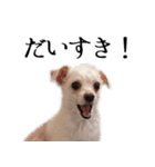 ルルさん！喋る犬がいる暮らし（個別スタンプ：19）