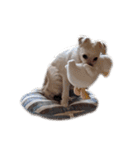 ルルさん！喋る犬がいる暮らし（個別スタンプ：23）