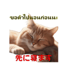 タイ語と日本語の猫スタンプ（個別スタンプ：30）