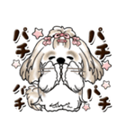 シーズー犬 (ロン毛)『お祝い・喜び』（個別スタンプ：10）