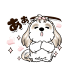 シーズー犬 (ロン毛)『お祝い・喜び』（個別スタンプ：17）