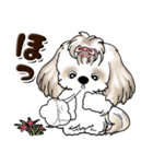 シーズー犬 (ロン毛)『お祝い・喜び』（個別スタンプ：18）