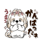 シーズー犬 (ロン毛)『お祝い・喜び』（個別スタンプ：20）