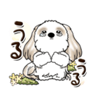 シーズー犬 (ロン毛)『お祝い・喜び』（個別スタンプ：21）