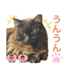 黒猫 ルナ院長135にゃんめ（個別スタンプ：2）