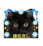 黒猫 ルナ院長135にゃんめ（個別スタンプ：6）