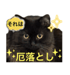 黒猫 ルナ院長135にゃんめ（個別スタンプ：7）