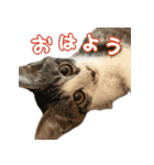 まはほ（個別スタンプ：1）